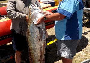 Tamaai Franskraal  Kabeljou